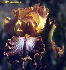Visit us at the scotland kilt co here! Tbkiltlilt Tbkthruo Iris Wiki