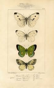 Maybe you would like to learn more about one of these? Pin By Mile Rossi On Diy Butterfly Art Butterfly Wall Art Free Printable Wall Art