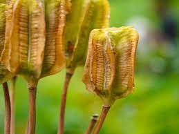 One of my iris has a large 'seed pod' growing from the top. Picking And Planting Iris Seeds Harvesting Iris Seed Pods For Growing