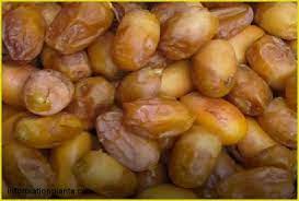 تمر سلطاني قسم التمور مع الصور قسم التمور معلومان عامه معلوماتية نبات حيوان اسماك فوائد fruit grapes food
