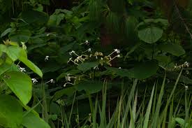 Image result for Clerodendrum rotundifolium