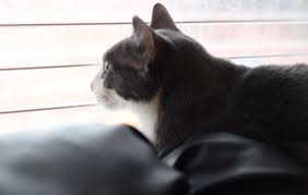 Essential Oils For Fleas On Cats And Dogs Diy Essential Oil Flea Repellent