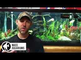 The Pros Cons Of Having Pressurized Co2 In The Planted Aquarium Youtube Aquarium Planted Aquarium Home Aquarium