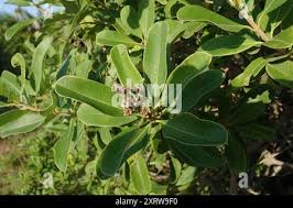 Image result for Ozoroa