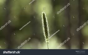 Image result for Schmidtia kalahariensis