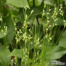 Image result for Lomariopsis hederacea