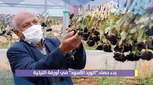 فالعديد من المستوردين في مختلف أنحاء العالم كانوا ولا يزالون يشترون المنتجات المختلفة من تركيا. Ø¨Ø¯Ø¡ Ø­ØµØ§Ø¯ Ø§Ù„ÙˆØ±Ø¯ Ø§Ù„Ø£Ø³ÙˆØ¯ ÙÙŠ Ø£ÙˆØ±ÙØ© Ø§Ù„ØªØ±ÙƒÙŠØ© Youtube