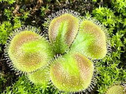 Image result for Drosera dielsiana