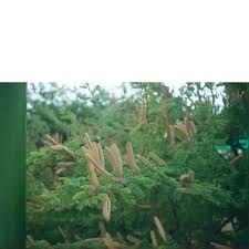 Image result for Acacia hebeclada