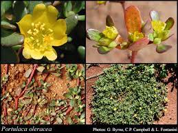 In which areas purslane grows well? Portulaca Oleracea L Florabase Flora Of Western Australia