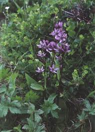 Image result for Swertia welwitschii