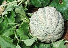 Image result for Cucumis quintanilhae