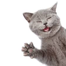 Funny Cats Pics | Facebook