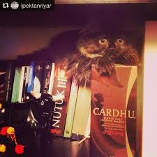 Johnnie Walker Harmanlarinin Kalbi Cardhu Single Malt Ve Nutuk Bu Kedi Gercekten Agzinin Tadini Biliyor Iyi Hafta Sonlari Instagram Posts Instagram Whisky