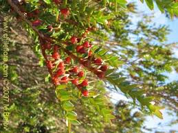 Image result for Stipularia