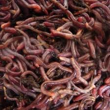 Le Meilleur Lombricomposteur Comparatif Et Avis Le Guide Des Tondeuses De Jardin