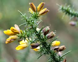 Image result for Ulex