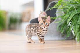 Sie sind die ideale katze für alle, die es lieben, wenn ihre katze sehr viel mit ihnen schmust und spielt. Bengal Kitten Bengal Katzchen Bengalkatze Baby Katzen