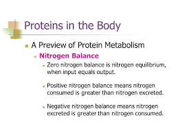 Protein Surprisingly Little Is Known About Protein And Health But Some Recommendations Adults Need 0 8 Grams Of Protein Kg Of Body Weight Per Day To Ppt Download