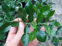Image result for Rutaceae