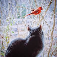 Les chats sont de merveilleux animaux de compagnie et compagnons, mais lorsqu'ils ont la liberté de se déplacer dans le quartier, ils peuvent créer des les bacs de restaurant sont une autre source de nourriture pour les chats errants. Cohabitation Difficile Entre Les Chats Et Les Oiseaux