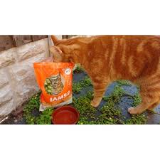 Check out freeze dried raw cat food reviews for more options. Iams Kitten Food Reviews The Y Guide