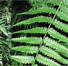 Image result for Blotiella bouxiniana