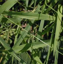 Image result for Leersia