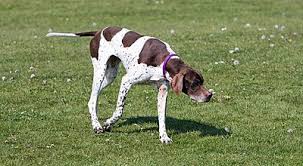 Compare the german shorthaired pointer to the vizsla. Pointer Dog Breed Wikiwand