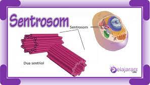 Sentrosom merupakan sebuah organela yang berperan sebagai microtubule organizing center (mtoc) dari sel hewan dan juga sebagai pengatur progesi siklus sel. Sentrosom Pengertian Struktur Letak Dan Fungsi Sentrosom Dengan Penjelasan Terlengkap Ilmu Pengetahuan Alam Ipa