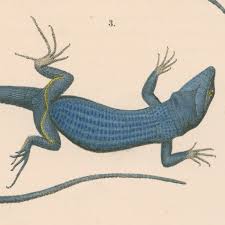 Image result for Brachystegia torrei