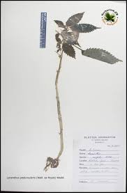 Image result for Lecanthus peduncularis