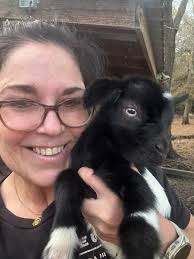 Miniature silkie fainting goats UFD. Melrose Florida. DM for details.