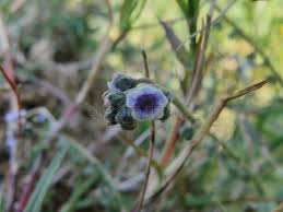 Image result for Cynoglossum lanceolatum