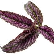 Image result for Strobilanthes