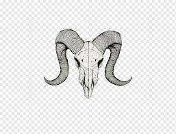 A ram is fearless in the face of danger, as such, a goat skull tattoo symbolizes your fearless approach to death. Black And White Bull Skull Art Skull Tattoo Drawing Sketch Goat Skull Ink Animals Head Png Pngwing