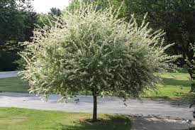 Når er den beste tiden å beskjære et pilgryt? Japanese Dapple Willow A Total Favorite Japanese Garden Plants Lawn And Garden Dappled Willow Tree