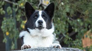 Image result for karelský medvědí pes