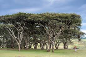 Image result for Acacia abyssinica
