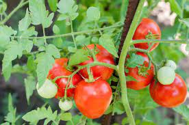 How to grow your best tomatoes ever? How To Plant Grow And Harvest Tomatoes