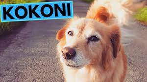 Kokoni Dog Breed - Facts and Information - YouTube