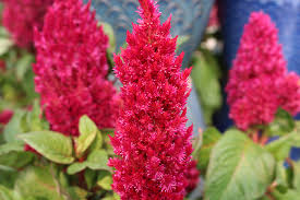 Image result for Celosia elegantissima