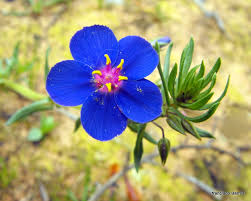 Image result for Lysimachia monelli