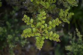 Image result for Phyllocladus