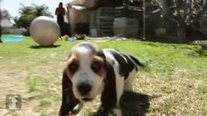 So don't start your selection process by heading out to see a litter of puppies! Cute Basset Hound Puppies Gifs Tenor