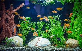Terkadang, sulit untuk menemukan tipe filter yang tepat, terutama jika anda memiliki tangki besar, atau ikan yang rentan (misalnya ikan cupang). Cara Membuat Filter Penjernih Air Akuarium Yang Murah Dan Mudah Dilakukan