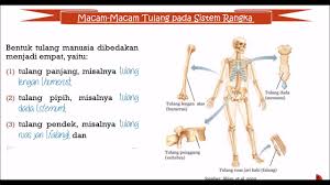 Rangka aksial yang terdiri atas tulang tengkorak, hioid, tulang belakang, dan tulang dada dan rusuk. Sistem Rangka Pada Manusia Bagian 1 Youtube