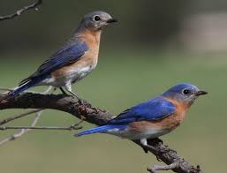 Birds Of Eastern North Carolina Pictures North Carolina Bluebirds Eastern Bluebirds Have Been Quite Active At Prairie Ridge Over The Eastern Bluebird Blue Bird Birds