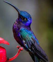 Bird With Long Colorful Beak Pin On Hummingbirds