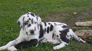 Jul 04, 2021 · they are sweet and playful little puppies. Pin On Unique Great Danes